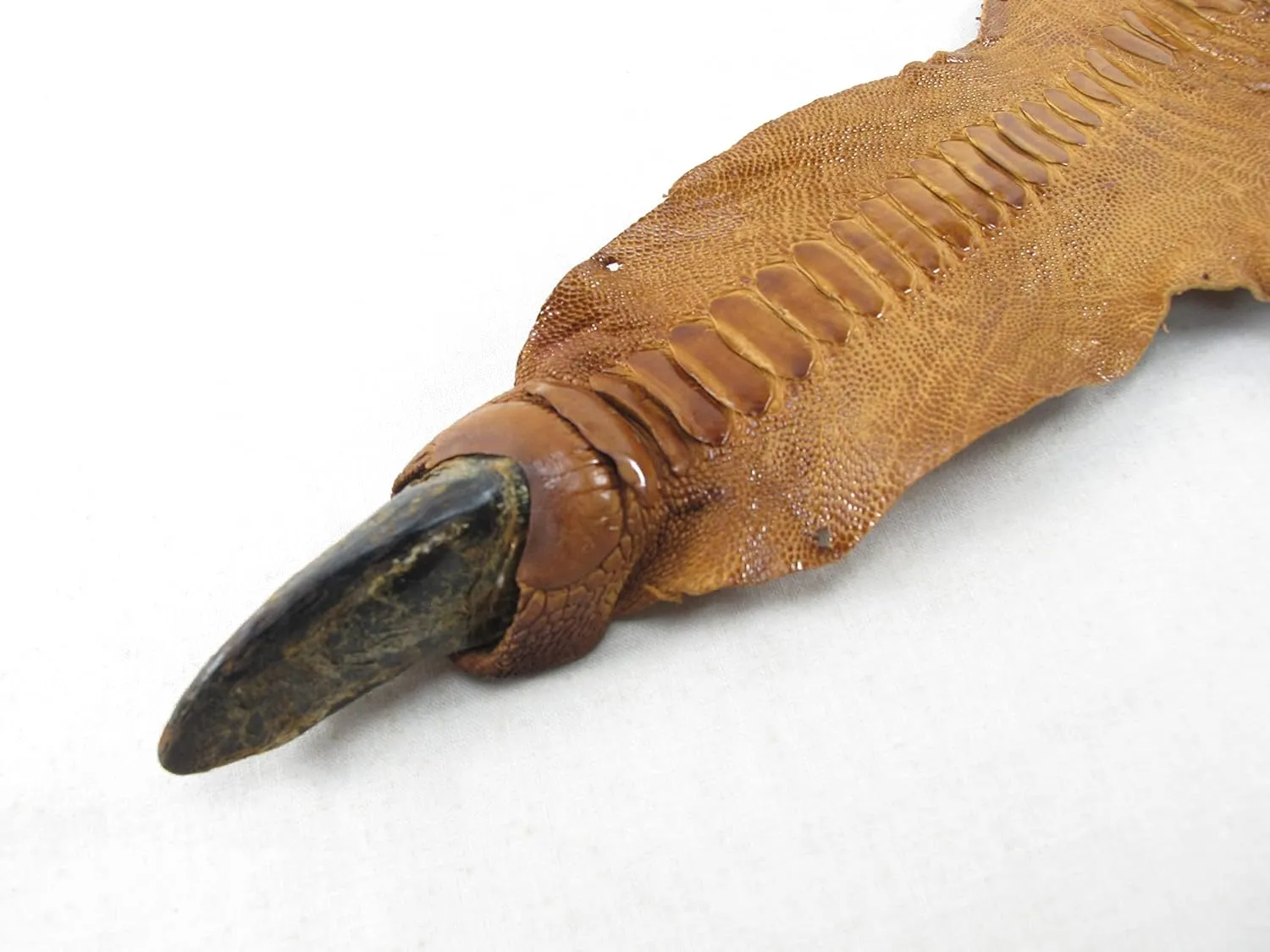 PELGIO Genuine Ostrich Leg Skin Leather with Nail Claw Hide Pelt 4" x 70 cm. Grade A (Tan Brown)